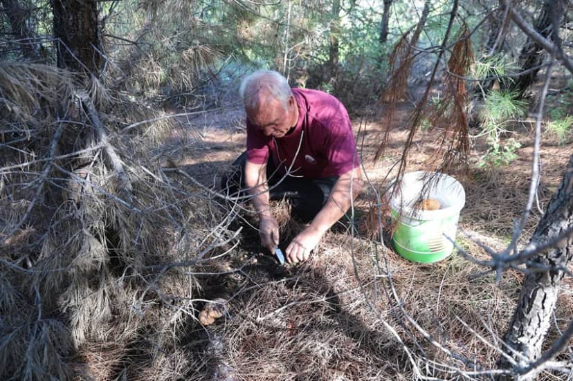 Yağmur bereketiyle geldi: Ormandan toplayıp kilosunu 300 liradan satıyorlar — 5. fotoğraf