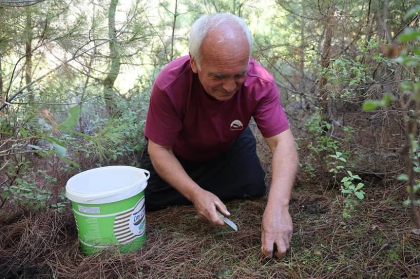 Yağmur bereketiyle geldi: Ormandan toplayıp kilosunu 300 liradan satıyorlar — 4. fotoğraf