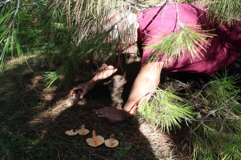 Yağmur bereketiyle geldi: Ormandan toplayıp kilosunu 300 liradan satıyorlar — 2. fotoğraf
