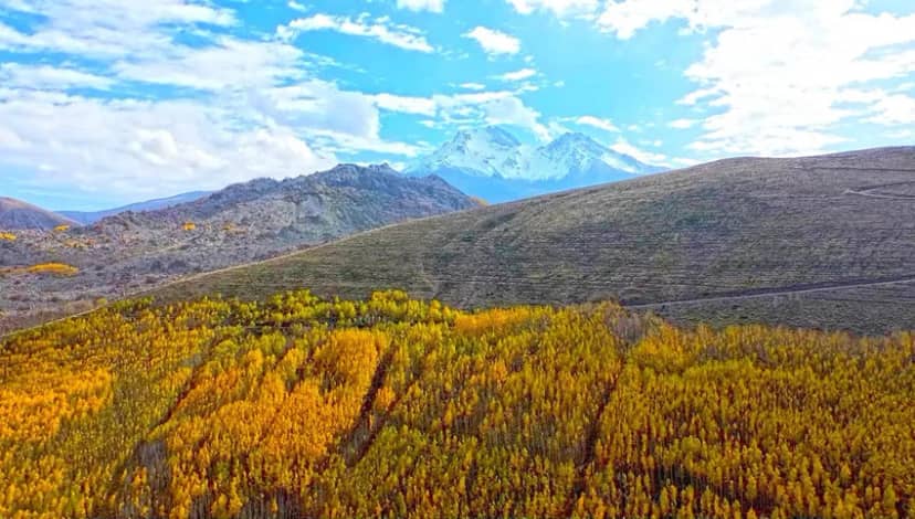 Doğa adeta şov yaptı: Dağın eteklerindeki dev ormanda sonbahar masalı — 16. fotoğraf