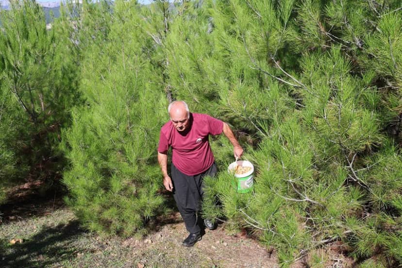 Yağmur bereketiyle geldi: Ormandan toplayıp kilosunu 300 liradan satıyorlar — 7. fotoğraf