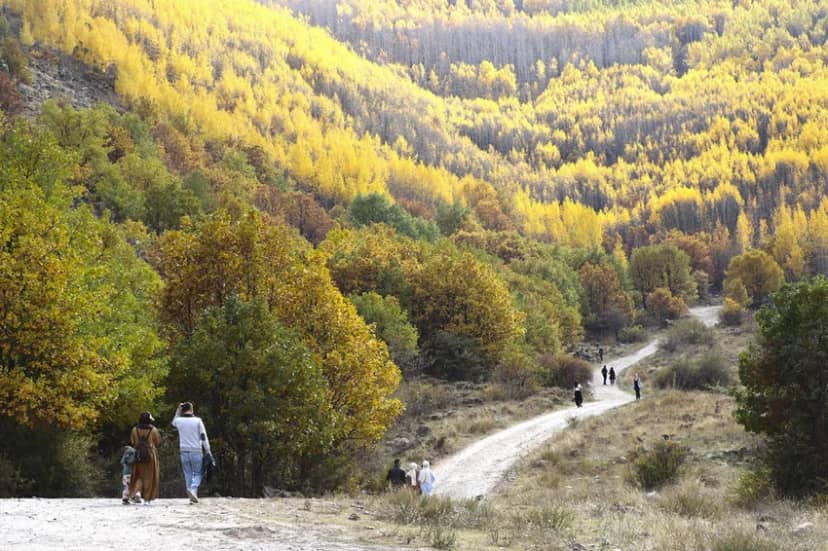 Doğa adeta şov yaptı: Dağın eteklerindeki dev ormanda sonbahar masalı — 8. fotoğraf