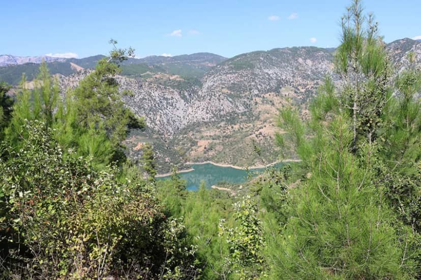Yağmur bereketiyle geldi: Ormandan toplayıp kilosunu 300 liradan satıyorlar — 8. fotoğraf