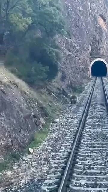 Görüntüler Sivas'tan! Raylara inen ayı ailesi yolcu trenini durdurdu — 2. fotoğraf