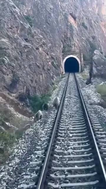 Görüntüler Sivas'tan! Raylara inen ayı ailesi yolcu trenini durdurdu — 3. fotoğraf