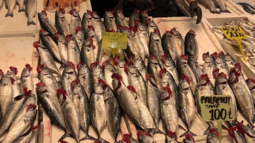 Av sezonunun yıldızı palamuta veda zamanı! Sırada hamsi var — 6. fotoğraf