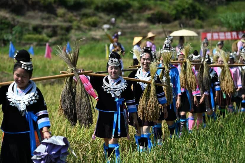 Albüm: Çin'in Liuzhou kentinde yapışkan pirinç hasadı renkli görüntülere sahne oldu