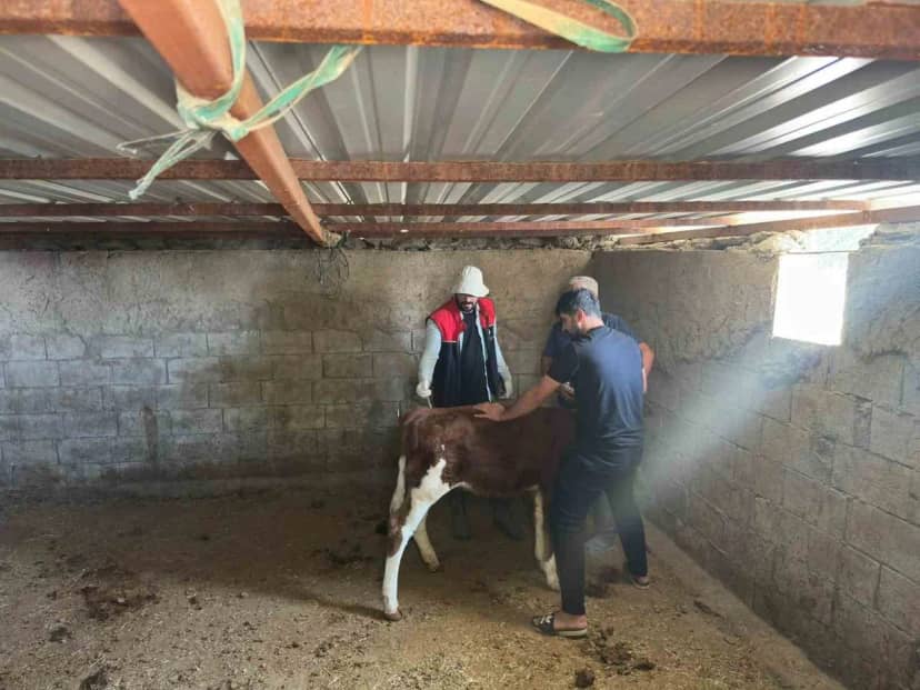 Cizre'de İlçe Tarım ekipleri hayvanlarda aşılama ve küpeleme çalışmalarını sürdürüyor