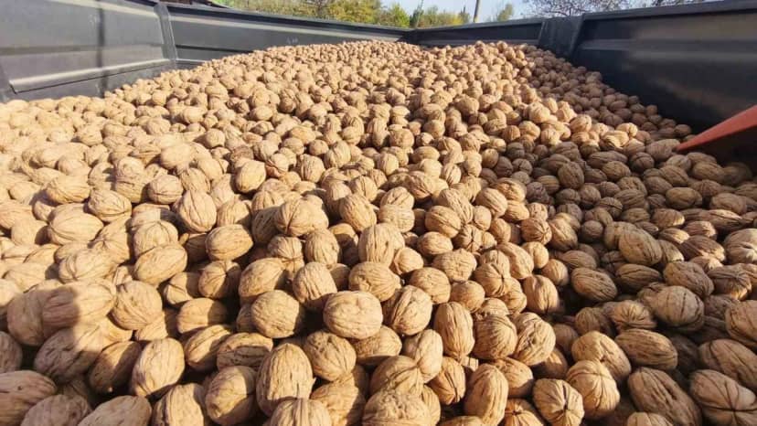 Edirne İpsala Karaağaç'ta bu sezon 400 ton ceviz rekoltesi bekleniyor