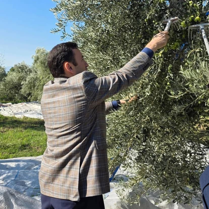 Kuyucak Kaymakamı Gülderen zeytin hasadında üreticilerle buluştu