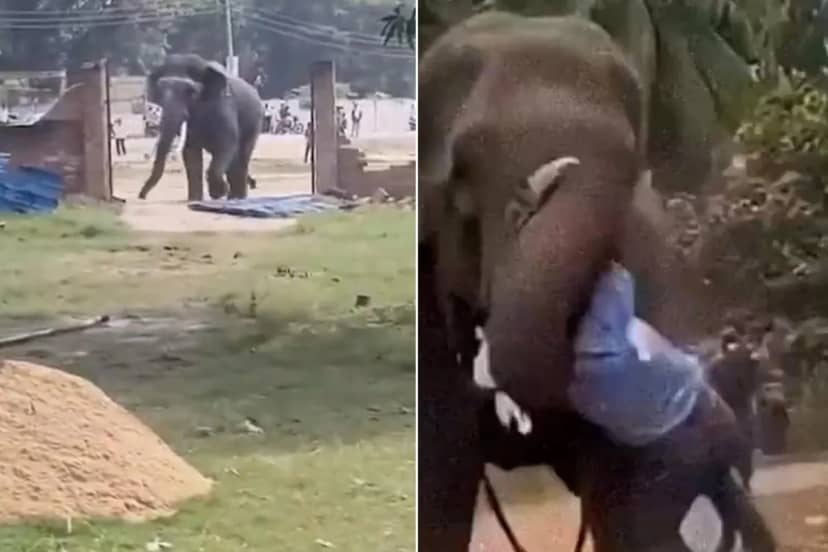 Bakıcısını ağır yaraladı, köydeki evleri yıktı! Çıldıran fil 15 saatte yakalandı