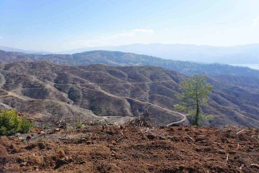 Kahramanmaraş Onikişubat'ta yanan ormana yıl sonuna kadar 1 milyon fidan dikilecek