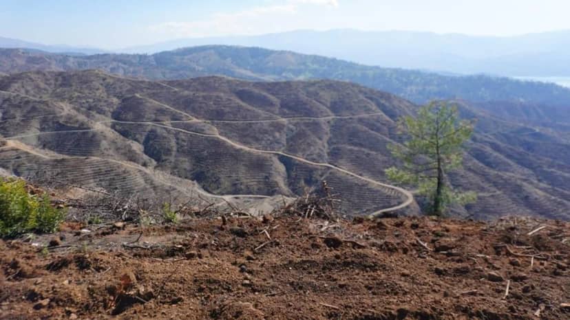 Kahramanmaraş'ta orman yangınından etkilenen alana 1 milyondan fazla fidan dikilecek