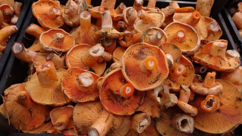 Kovasını alan ormana akın etti! Kilosu 50 liradan kapış kapış gidiyor