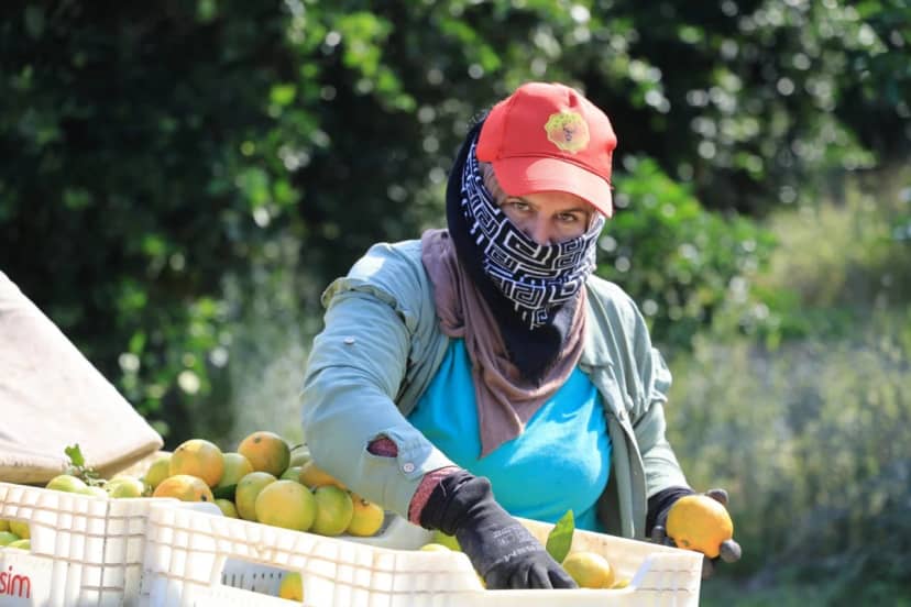 Mandalinanın tarla fiyatı dip yaptı! Üretici sıkıntılı günler yaşıyor: Ürünlerimiz ağaçta kalacak