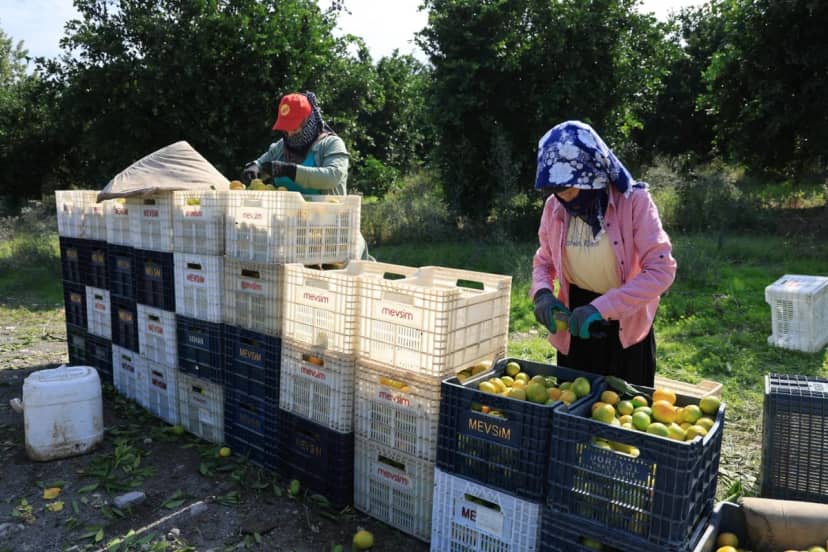 Mandalinanın tarla fiyatı dip yaptı! Üretici sıkıntılı günler yaşıyor: Ürünlerimiz ağaçta kalacak
