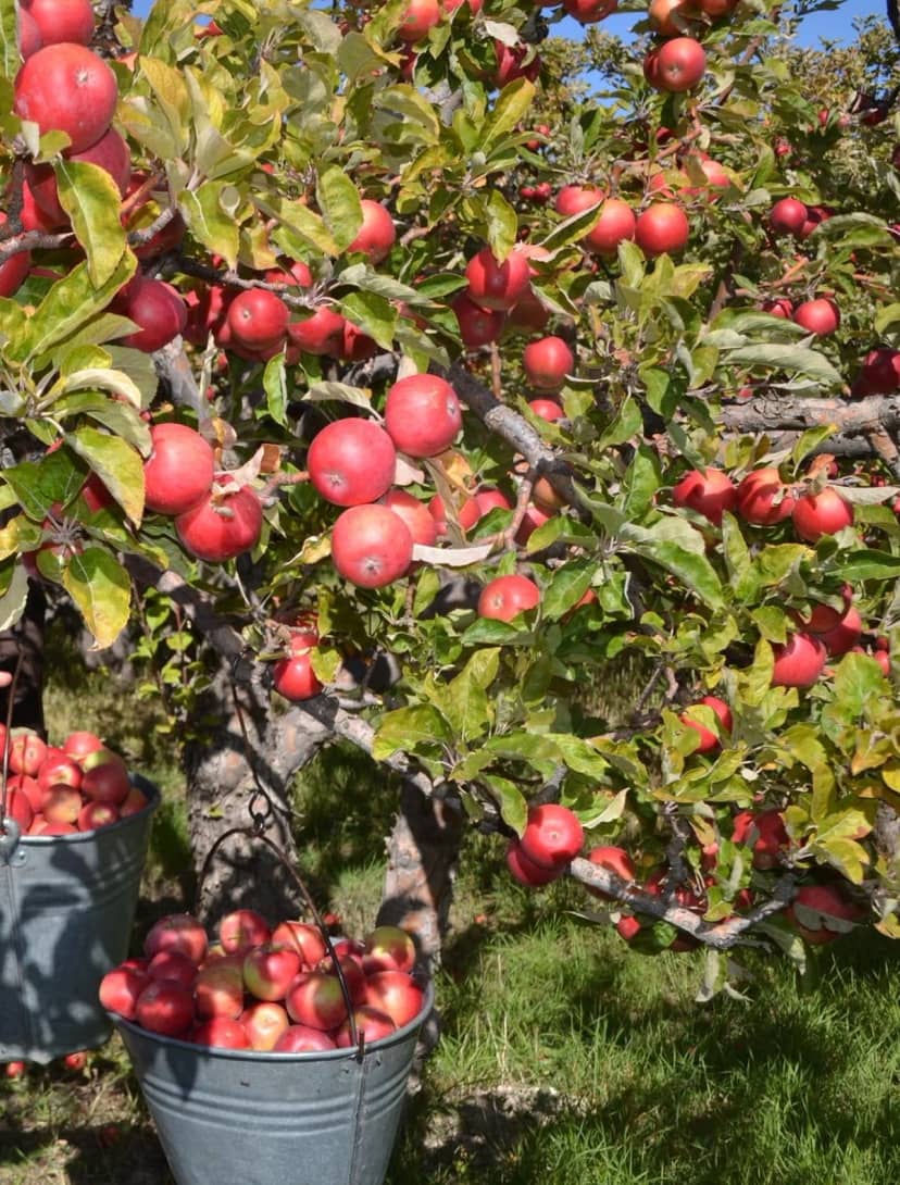 Niğde'de misket elması hasadı başladı, bu sezon 132 bin 620 ton rekolte bekleniyor