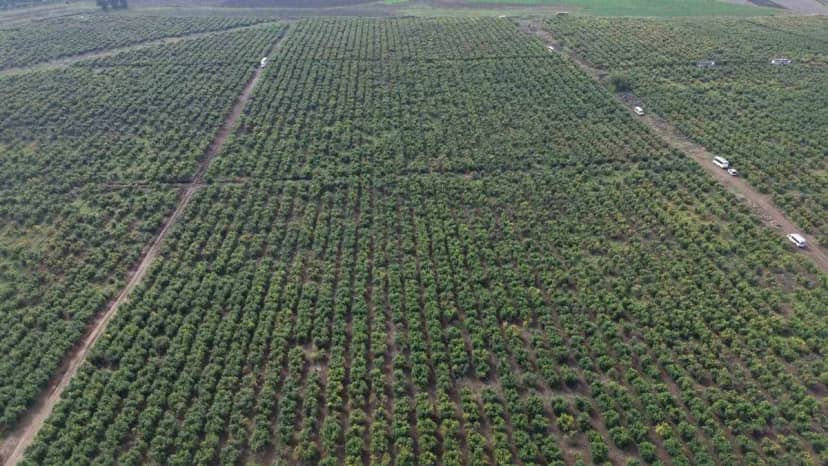 Osmaniye'de 600 dönümlük nar bahçesinde hasat yağışlar nedeniyle gecikti