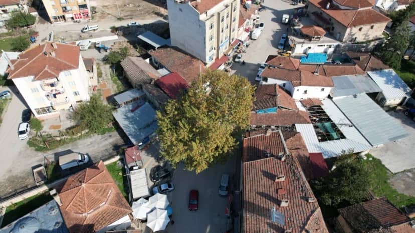 Tokat'ta 142 yıllık çınar! Bir ilçenin simgesi oldu, idamlar için kullanılmış