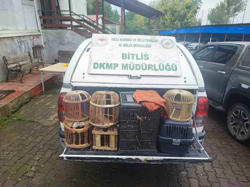 Bitlis Güroymak'ta göçer çadırlarındaki aramada kaçak avlanmış keklikler bulundu