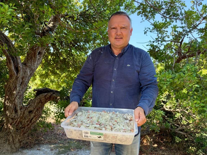 Çeşme'de hasat başladı! Kilosu 50 bin lira