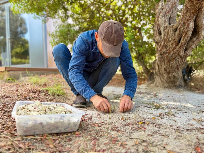 Çeşme'de hasat başladı! Kilosu 50 bin lira