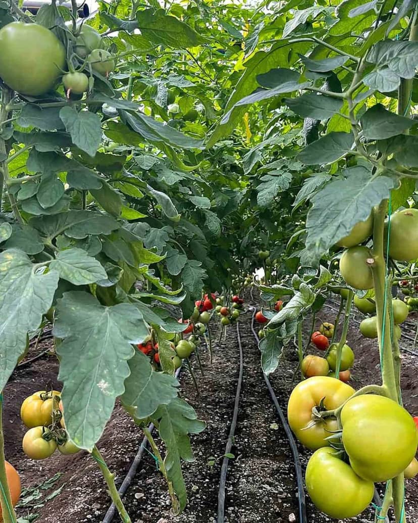 Dalaman İlçe Tarım Müdürlüğü ekipleri seralarda hastalık ve zararlı takibi yapıyor