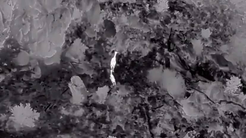 DKMP ekipleri Akdağ'da kızıl geyikleri termal dronla tespit etti