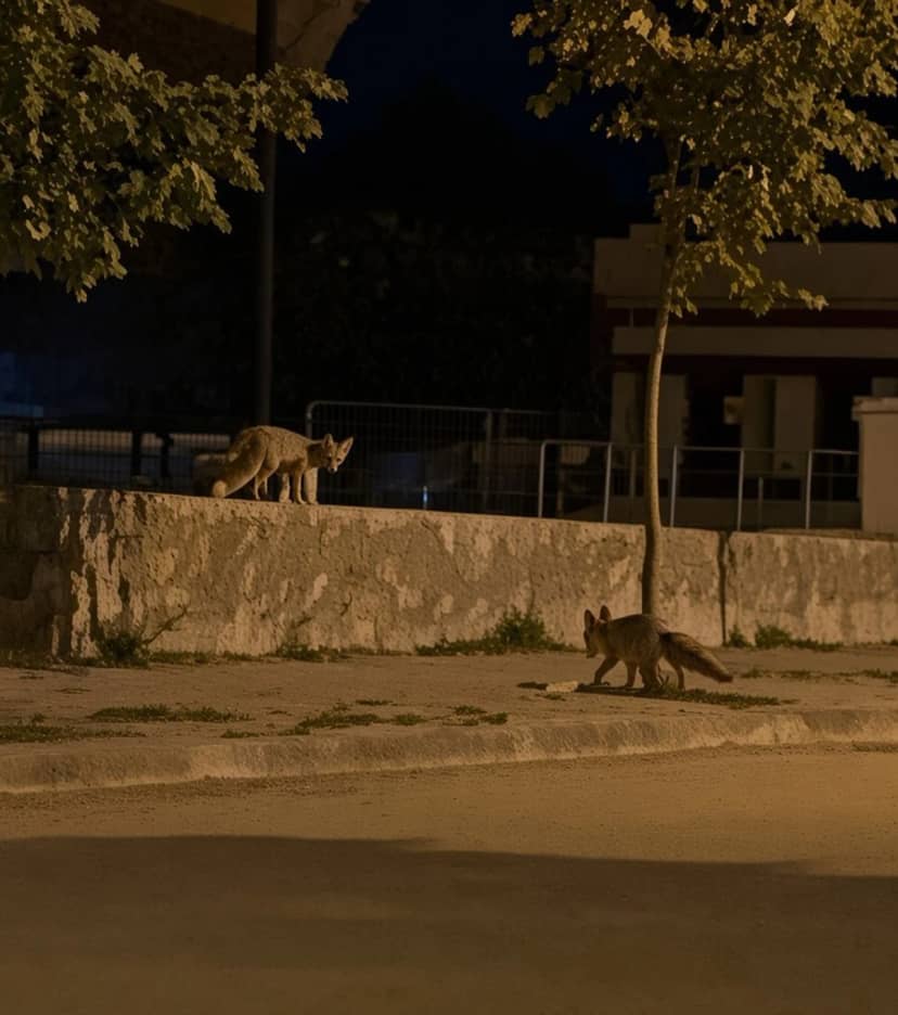Erzincan'da iki tilki 13 Şubat Şehir Stadyumu çevresinde yiyecek ararken görüntülendi
