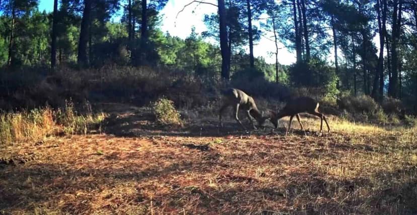 Ganos Dağları'nda fotokapanlar iki karacanın boynuz boynuza mücadelesini kaydetti