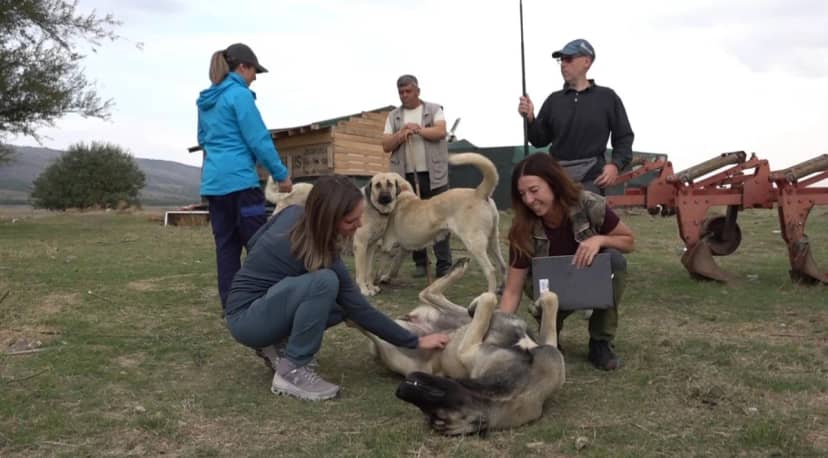 İtalya'dan gelen 10 kişilik ekip Eskişehir'de Türk çoban köpeklerini 1 ay inceledi