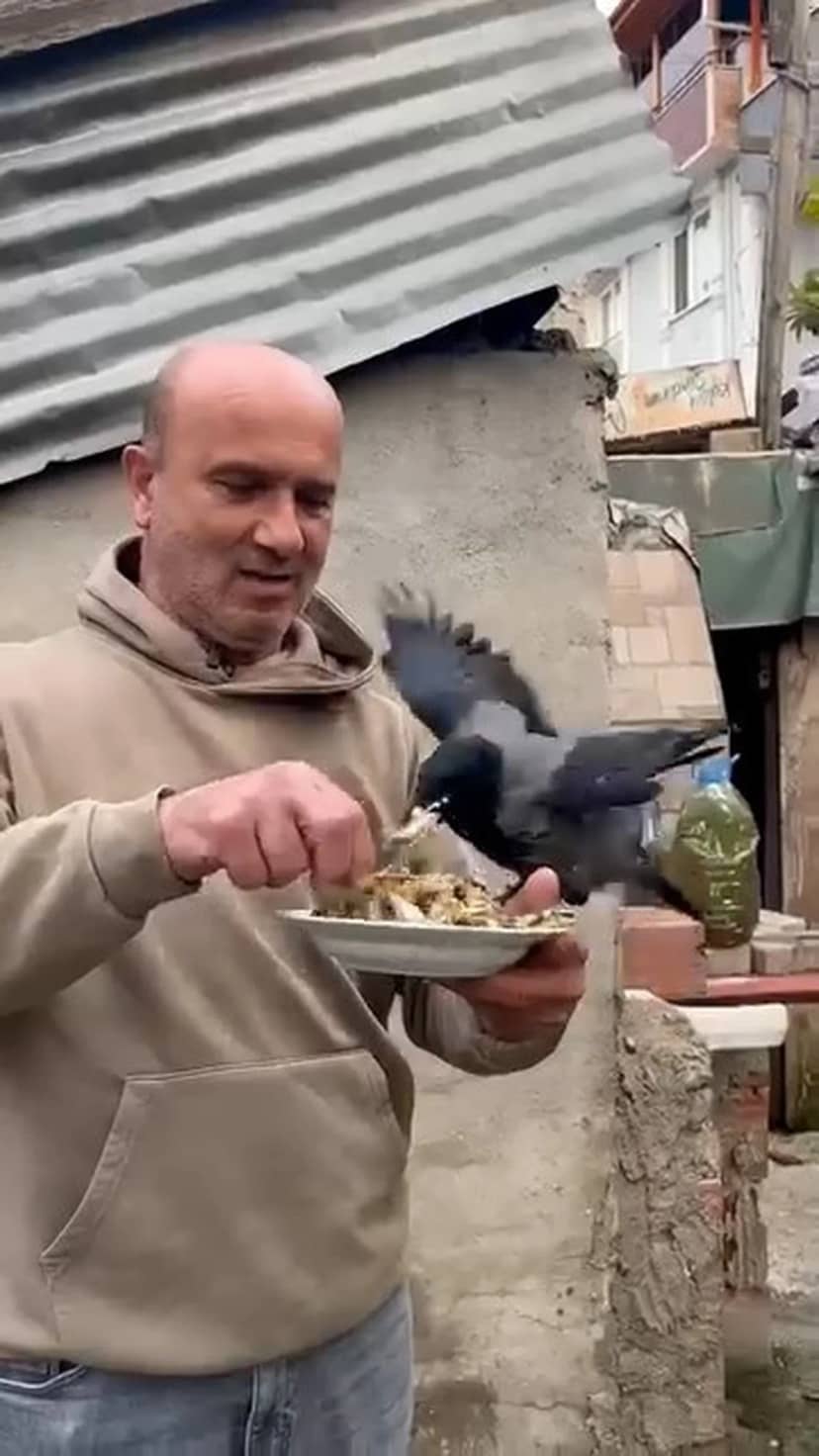 Kocaeli Körfez'de uzun yol şoförünün 4 yıldır beslediği kargası elinden hamsi yedi
