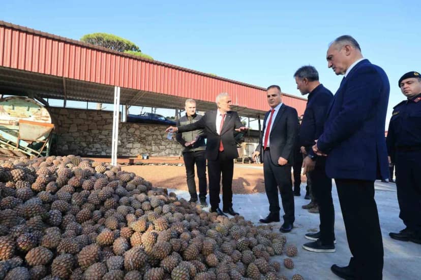Muğla Valisi Akbıyık, Yatağan'da çam fıstığı üretimini destekleyeceğini açıkladı