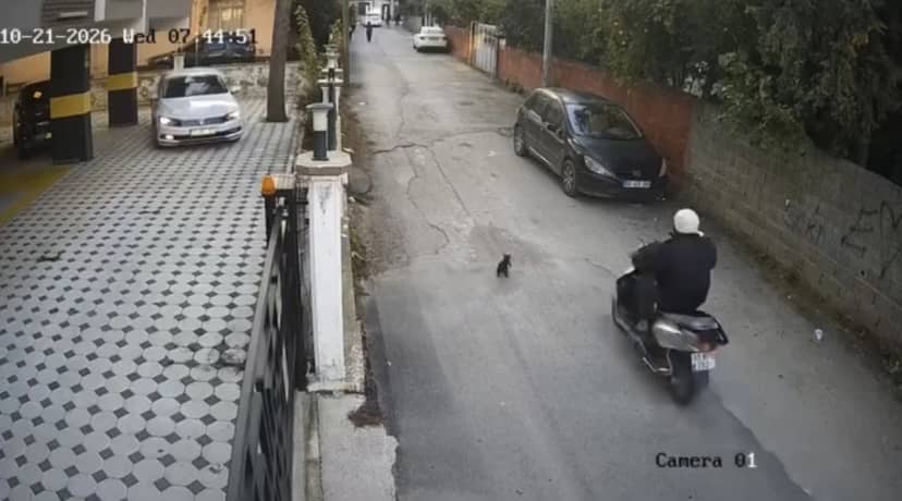 Osmaniye'de motosiklet sürücüsü kediyi çarpıp durmadı, kedi uzun süre acı çekip öldü