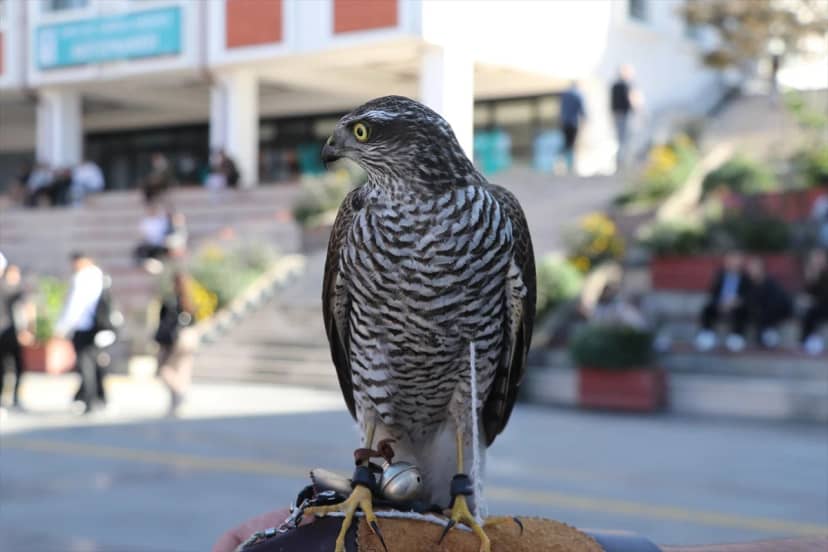 Rize'de "Atmaca Festivali" düzenlendi