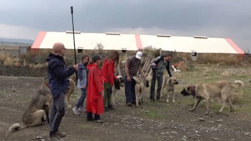 81 ilde barınaklara denetim! Yedi başkan ve 74 memura sokak köpeği soruşturması