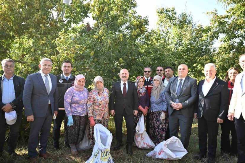 Aydın kestanesinde hasat başladı, kent 25 bin 362 tonla Türkiye ikincisi