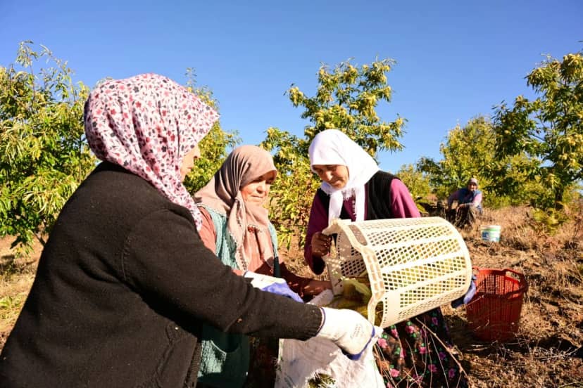 Dağ otlarıyla toprağa gömüp 3 ay bekletiyorlar: Tatlıcıların kapısında kuyrukta olduğu lezzetin hasadı başladı