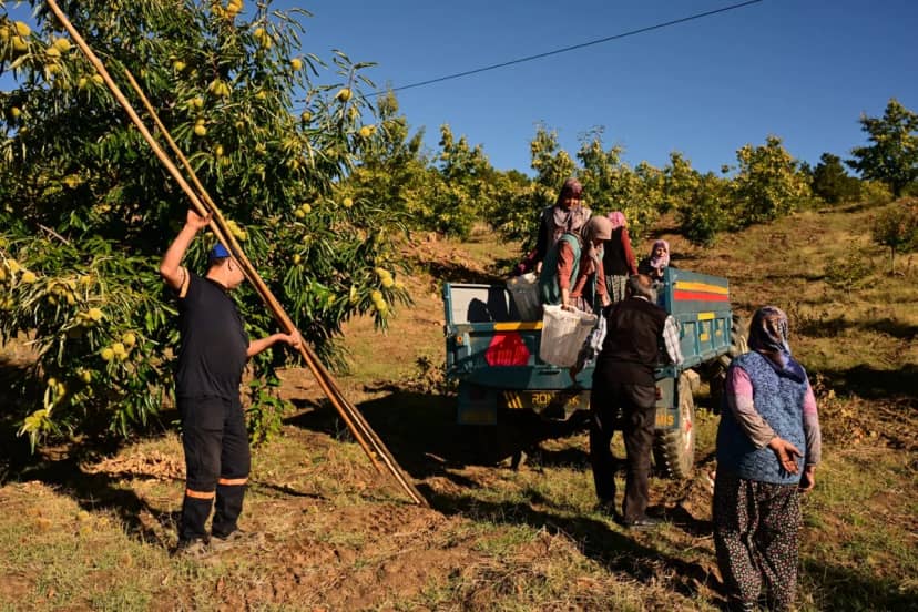 Dağ otlarıyla toprağa gömüp 3 ay bekletiyorlar: Tatlıcıların kapısında kuyrukta olduğu lezzetin hasadı başladı
