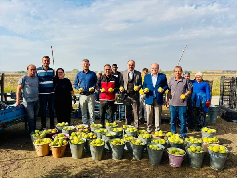 Edirne Uzunköprü'de Altınyazı köyünde 50 dekarda Deveci armudu hasadı yapıldı