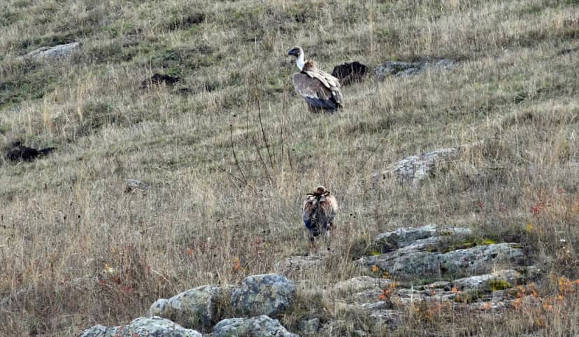 Kars Sarıkamış'ta kara ve kızıl akbabalar leş başında görüntülendi