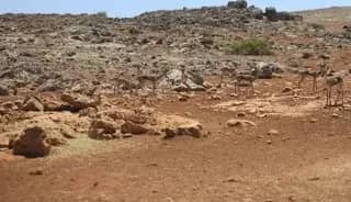 Koruma altındaki dağ ceylanlarının yaşam alanını süren şahsa 699 bin TL ceza