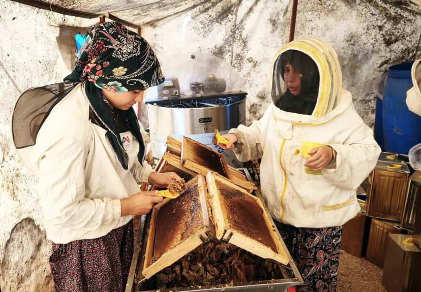 Muğla'da bal üreticileri glikozlu balın çam balı diye satılmasına tepki gösterdi