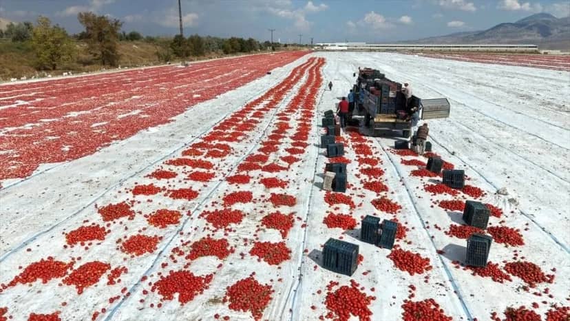 Soğanı, patatesi bıraktılar buna yöneldiler: Kazancı gören Kayseri'ye akın ediyor!