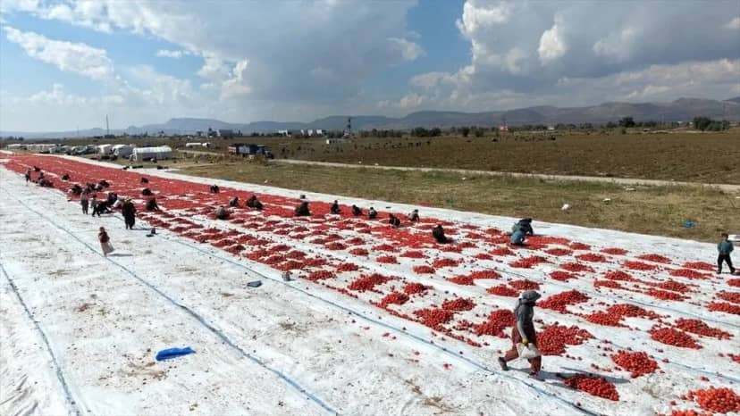 Soğanı, patatesi bıraktılar buna yöneldiler: Kazancı gören Kayseri'ye akın ediyor!