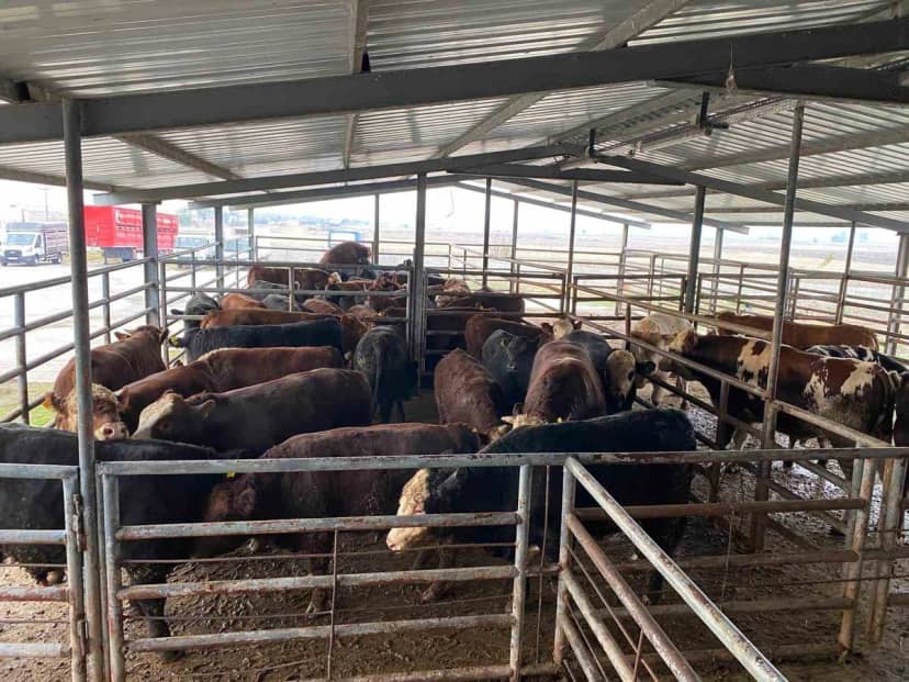 Tekirdağ Saray'da 50 büyükbaşta ırk, cinsiyet ve küpe uyumsuzluğu ortaya çıktı