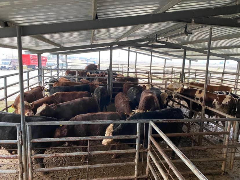 Tekirdağ Saray'da kayıtları uyuşmayan 50 büyükbaş mezbahaya sevk edildi