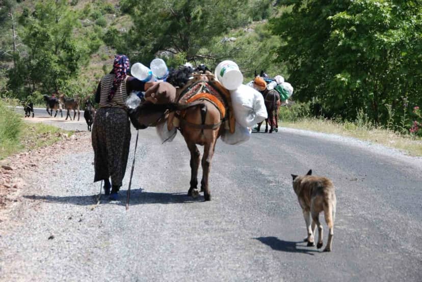 Alanya'dan yaylaya çıkan Yörükler, havaların soğumasıyla sahile dönüyor