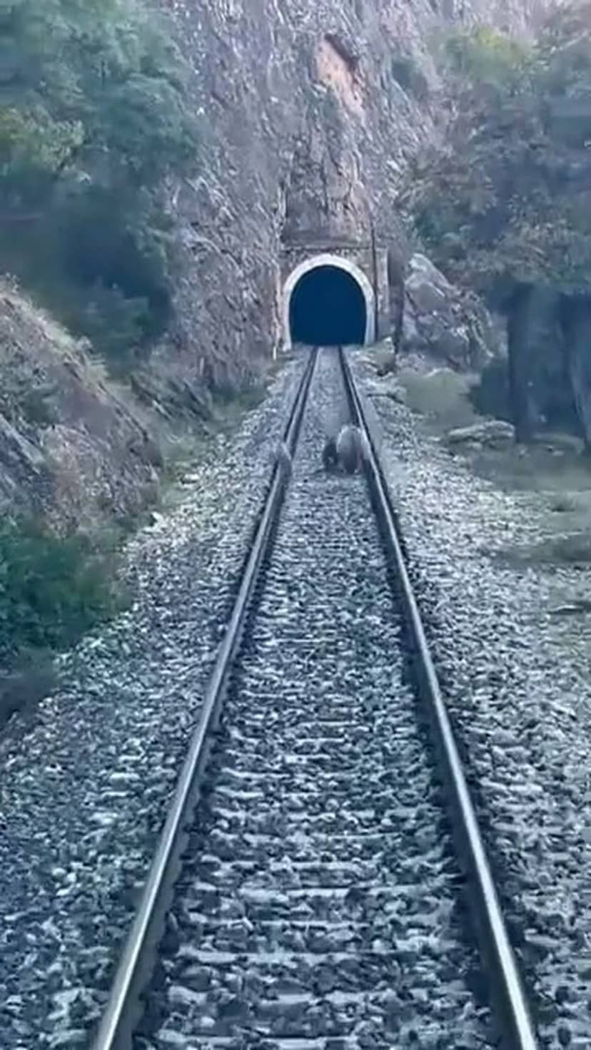 Sivas Divriği'de anne ayı ve iki yavrusu yolcu treninin geçişini engelledi