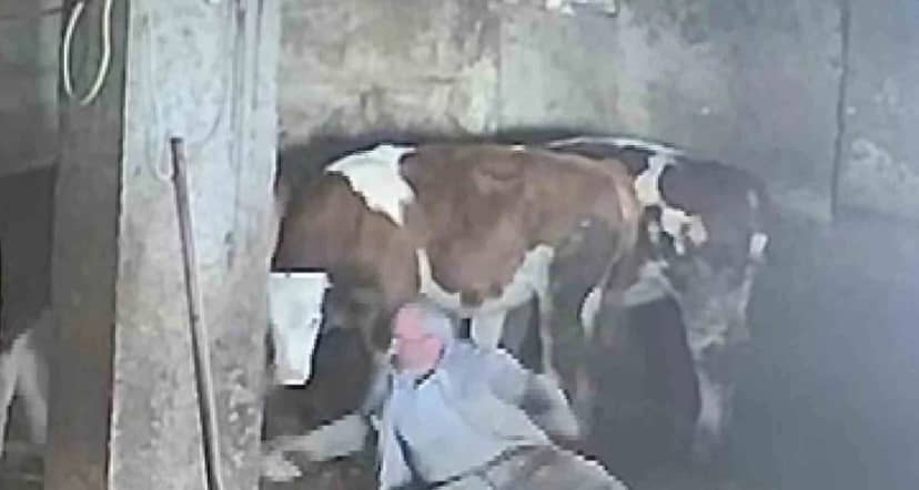 Amasya'da besiciye sevmek istediği inek tekme attı, o anlar kameraya yansıdı
